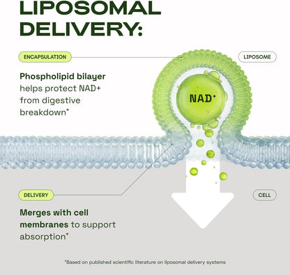 Liposomal NAD Supplement with Resveratrol
